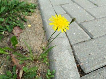 Смартфон BQ 6645L Element:, фото 41