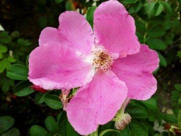 Смартфон BQ 6645L Element:, фото 42