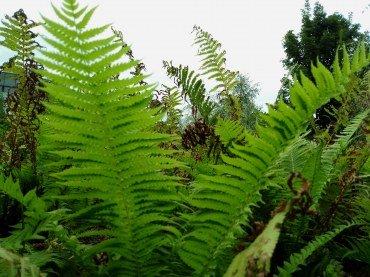 Смартфон BQ 6645L Element:, фото 46