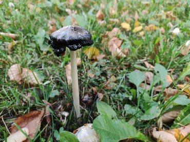 Xiaomi Mi 11 Lite:, фото 44