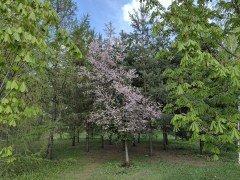 Смартфон Huawei P60 Pro:, фото 74