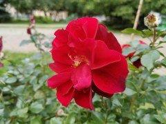 Смартфон Huawei nova 11 Pro:, фото 56