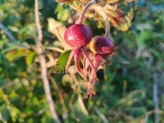 Смартфон Honor 90:, фото 44