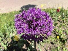 Смартфон Huawei Pura 70 Pro:, фото 40