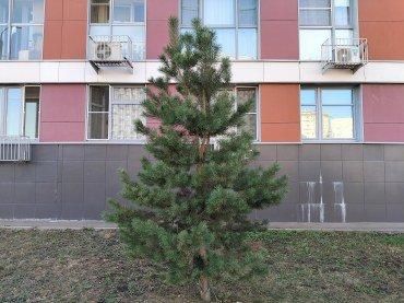 Смартфон Realme 12:, фото 51