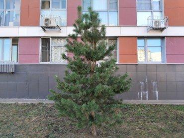 Смартфон Realme 12:, фото 52