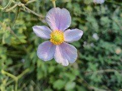 Смартфон Samsung Galaxy S24 FE:, фото 47
