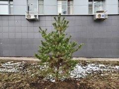 Смартфон iQoo 13:, фото 52
