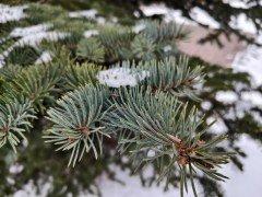 Смартфон iQoo 13:, фото 55