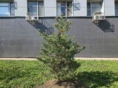Смартфон Samsung Galaxy S25 Ultra:, фото 49