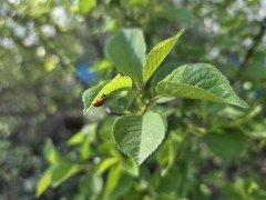 Смартфон Samsung Galaxy S25:, фото 50