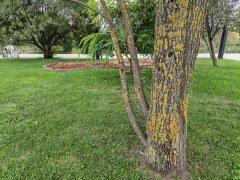 Honor Magic V5:, фото 47