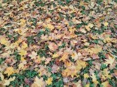 Смартфон Honor X9d:, фото 52