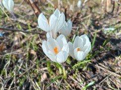 Смартфон Honor 600 Lite:, фото 55