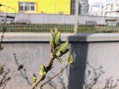 Смартфон Huawei nova 15 Pro:, фото 41
