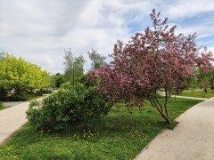 Смартфон Xiaomi 17T:, фото 51