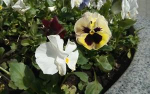 7-дюймовый планшетофон Coolpad Halo:, фото 8
