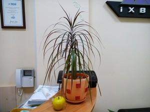 Смартфон Elephone P6000:, фото 33