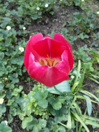 Смартфон Fly IQ446 Magic::, фото 14