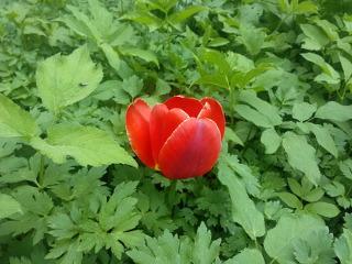 Смартфон Fly IQ446 Magic::, фото 2