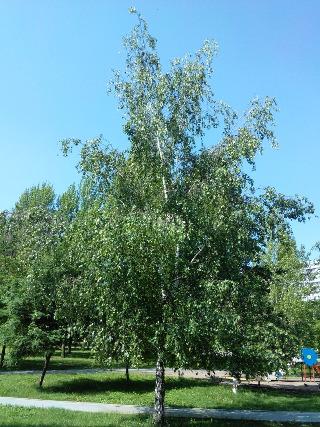 Смартфон Fly IQ446 Magic::, фото 5