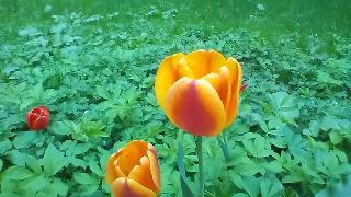 Смартфон Fly IQ446 Magic::, фото 17