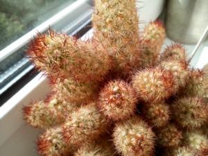 Бюджетный смартфон Fly Ego Art 2 (IQ455), фото 34