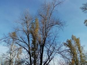 Смартфон Fly Luminor IQ453:, фото 19