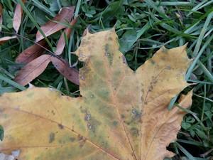 Смартфон Fly Luminor IQ453:, фото 28