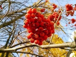 Смартфон Fly Luminor IQ453:, фото 27