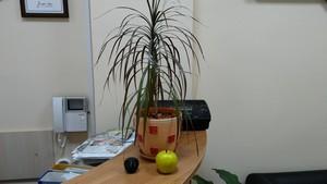 Смартфон Lenovo P90:, фото 34