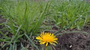 Смартфон Microsoft Lumia 640:, фото 6