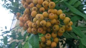 Смартфон Sony Xperia ZR:, фото 15