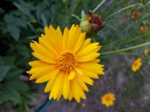 Смартфон Wexler Zen 5+:, фото 28