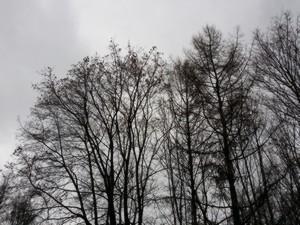 Samsung Galaxy Round:, фото 2