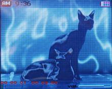 Многофункциональный портативный плеер Kingston KPEX100, фото 6