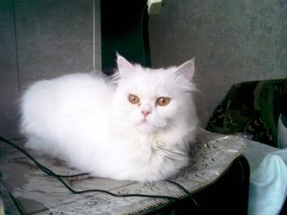 Коммуникатор ETen M600+, фото 40