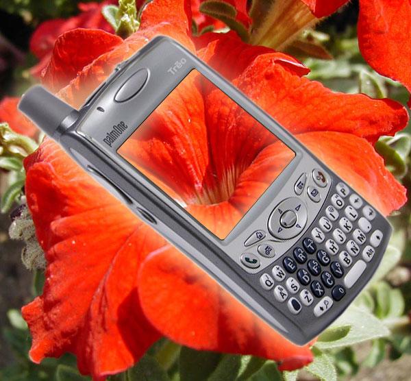 palmOne Treo 650, фото 1