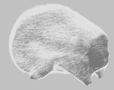 mental ray для 3ds max, фото 11