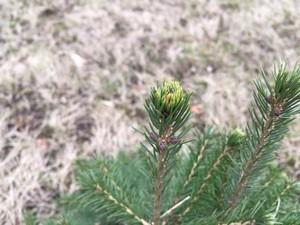 Смартфон Apple iPhone SE:, фото 2