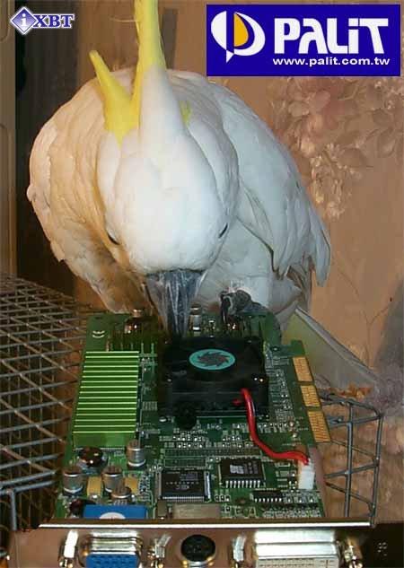 Palit Daytona GeForce3 на базе NVIDIA GeForce3, фото 1