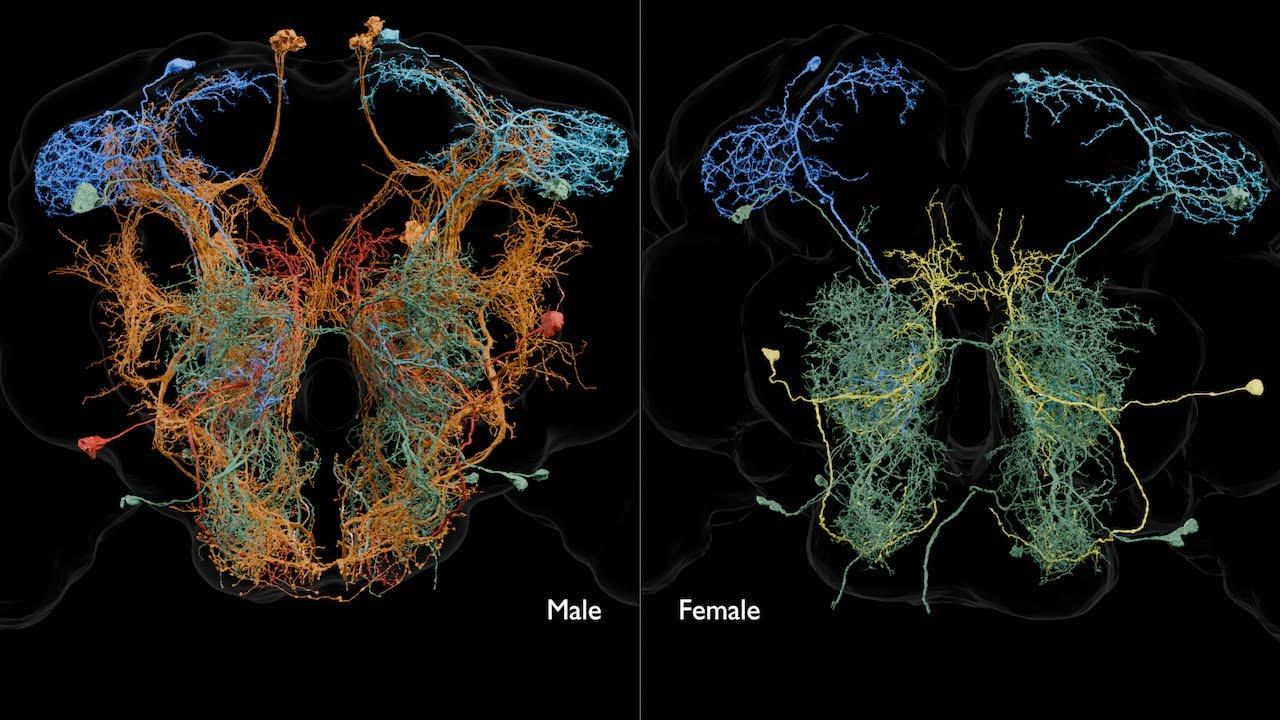 Sexual dimorphism in the fruit fly central nervous system