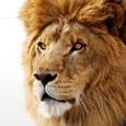 Mac OS X Lion: Apple предоставила сторонним разработчикам первую предварительную версию