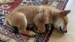 После сообщения Илона Маска криптовалюта Shiba Floki взлетела почти на 1000%, другие монеты тоже подорожали