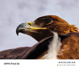 Для отличных фото необязательно покупать Oppo Find X6 Pro? Даже Oppo Find X6 снимает очень хорошо, если верить опубликованным снимкам