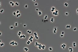 «Зомби-бактерия» из чистых комнат NASA могла пережить полёт к Марсу