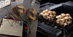 Когда DDR5 дорожает, в ход идут грибы: эксперимент учёных показал, что грибы могут работать как ОЗУ