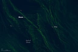 Спутники NASA зафиксировали масштабное цветение фитопланктона в Оманском заливе