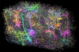 Проект MICrONS опубликовал самую детальную 3D-карту мозга мыши: 4 км нейронных путей, 82 000 нейронов и 500 млн связей в кубическом миллиметре ткани