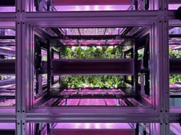Урожай за 15 дней: автоматизированная система Opollo Farm выращивает свежую зелень в два раза быстрее и ближе к потребителю